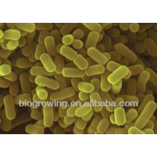 BS-GA27 Bacillus Licheniformis